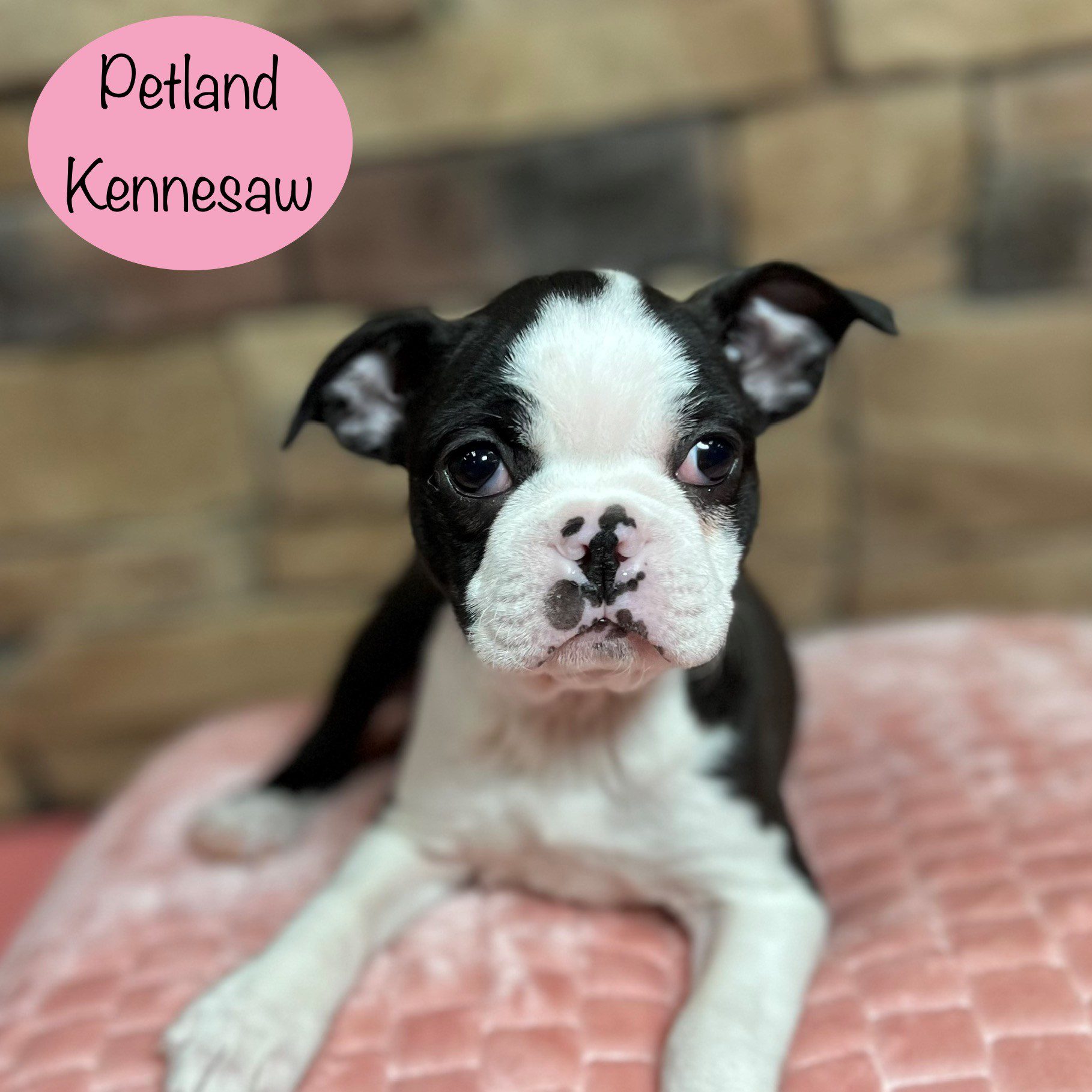 Boston Terrier - 29431 Image #3