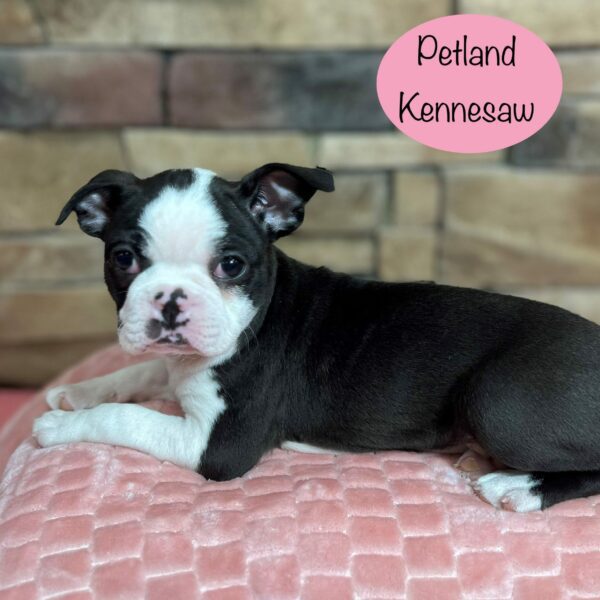 Boston Terrier – 29431
