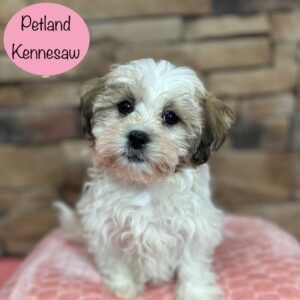 Teddy Bear – 29440