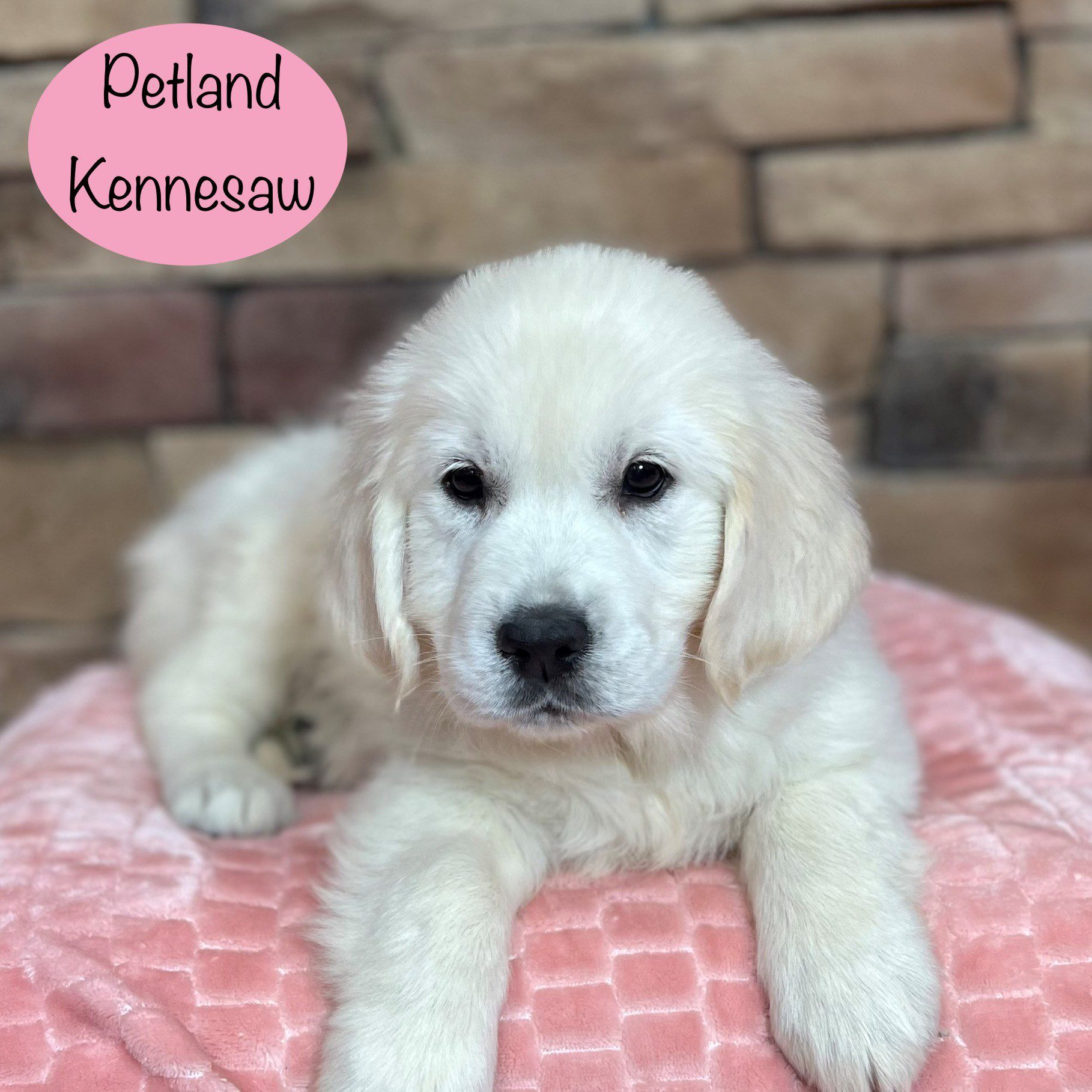 Golden Retriever - 29420 Image #1