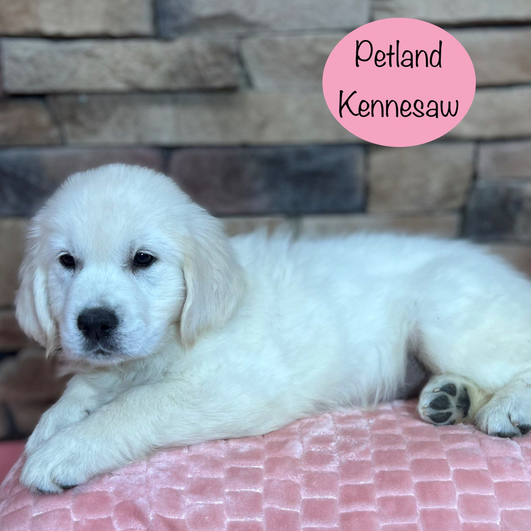 Golden Retriever - 29420 Image #3