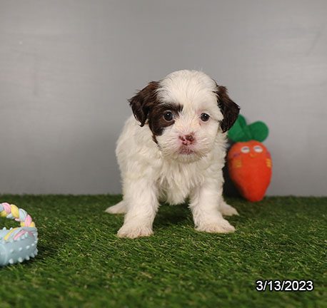 Shihpoo - 29389 Image #2