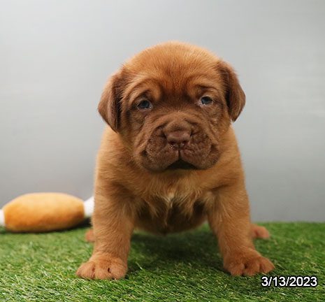 Dogue de Bordeaux - 29410 Image #2