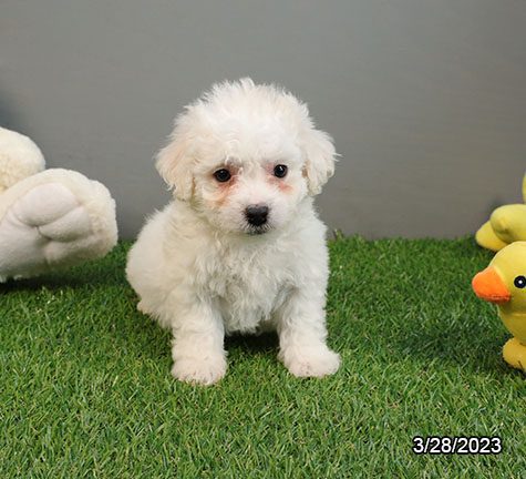 Bichon Frise - 29435 Image #2