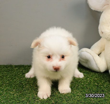 Pomeranian - 29439 Image #3
