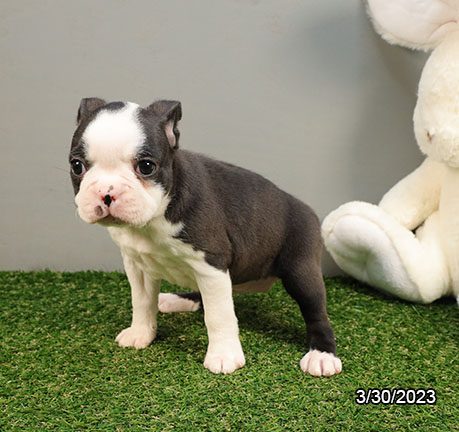 Boston Terrier - 29431 Image #2