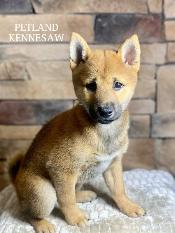 Shiba Inu – 29535
