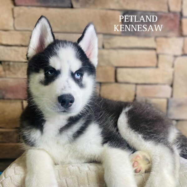 Siberian Husky – 29514