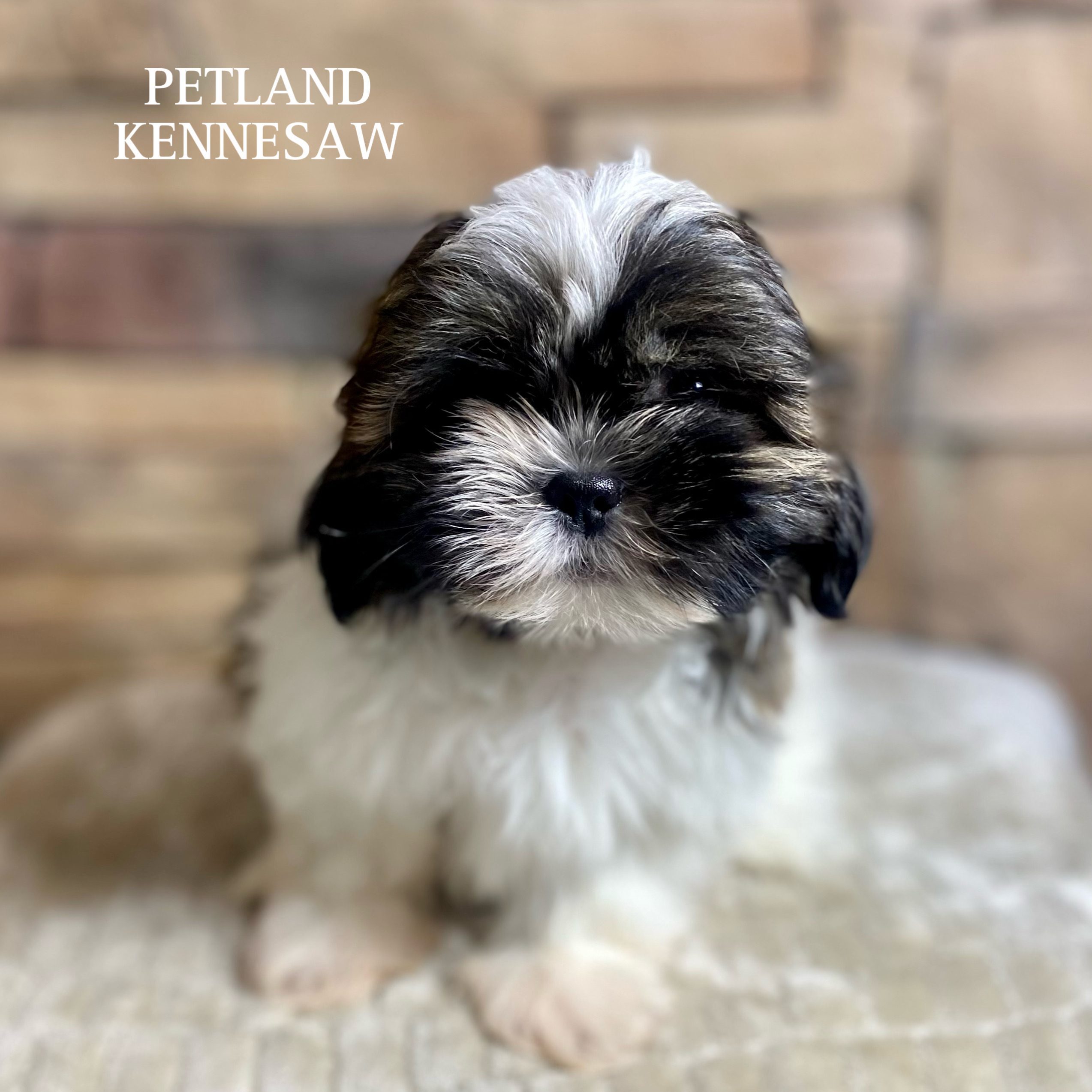 Shih Tzu - 29521 Image #3