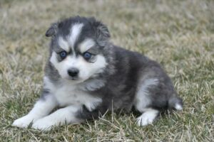 Huskimo – 29451