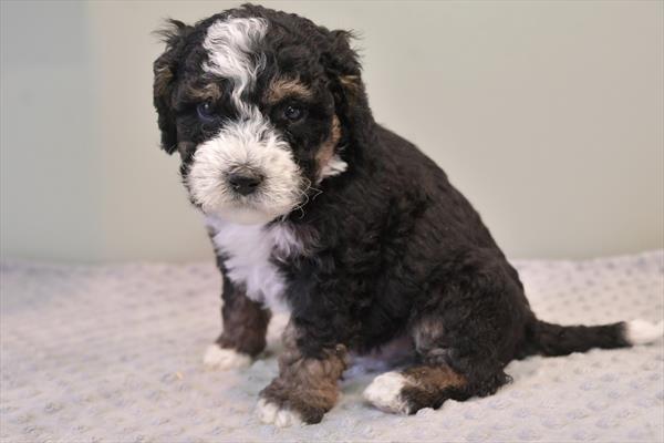 Mini Bernadoodle 2nd Gen - 29448 Image #2