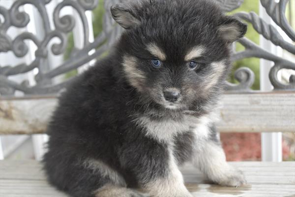 Pomsky - 29450 Image #2