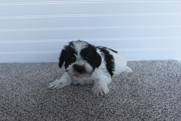 Miniature Schnauzer - 29446 Image #2