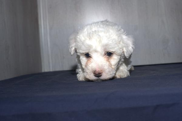 Bichon Frise - 29489 Image #2