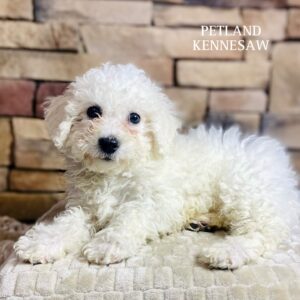 Bichon Frise – 29531