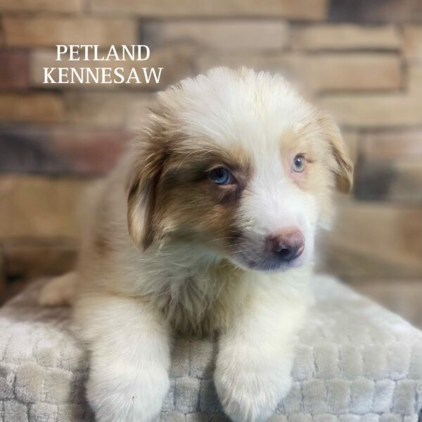 Australian Shepherd – 29559