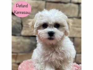 Teddy Bear-Dog-Female-White-28933-Petland Kennesaw, Georgia