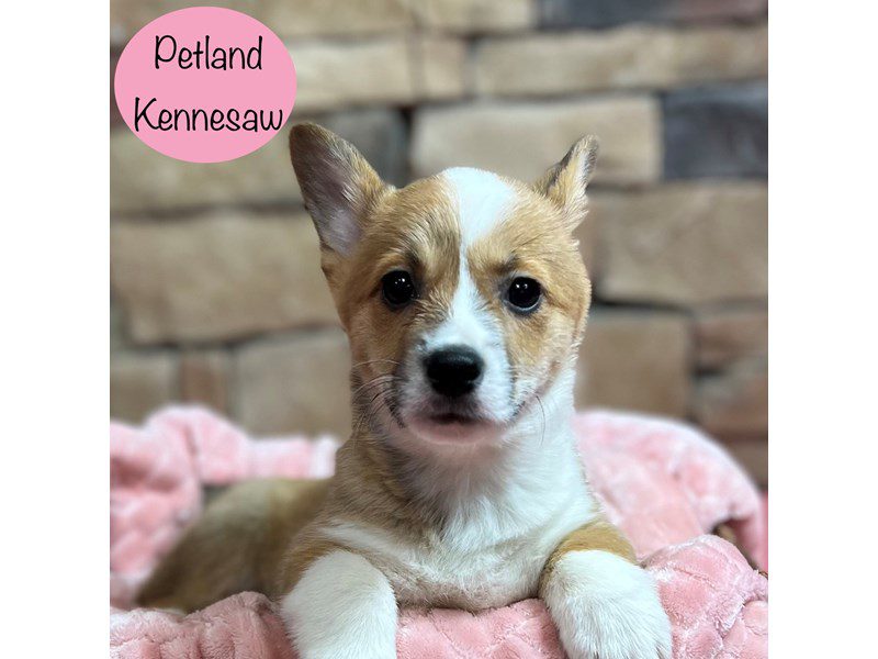Pembroke Welsh Corgi Dog Female Red / White 28968