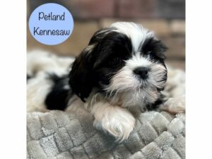 Shih Tzu-Dog-Male-Brown / White-29011-Petland Kennesaw, Georgia