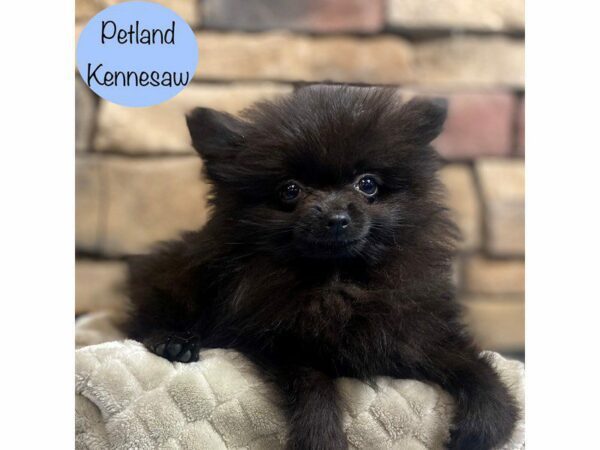 Pomeranian-Dog-Male-Black-29040-Petland Kennesaw, Georgia
