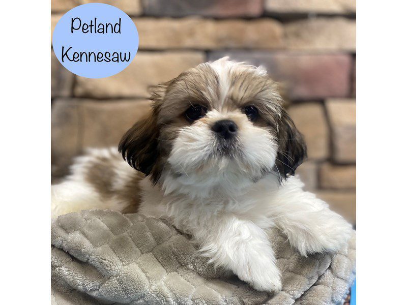 Shih Tzu Dog Male Gold / White 29050