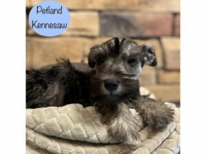 Miniature Schnauzer-Dog-Male-Black / Silver-29041-Petland Kennesaw, Georgia