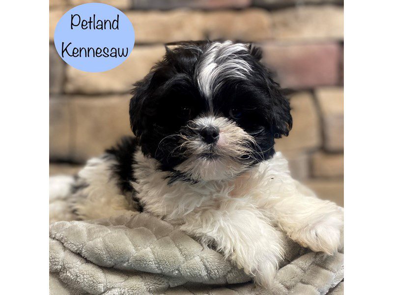 Teddy Bear Dog Male Black / White 29034