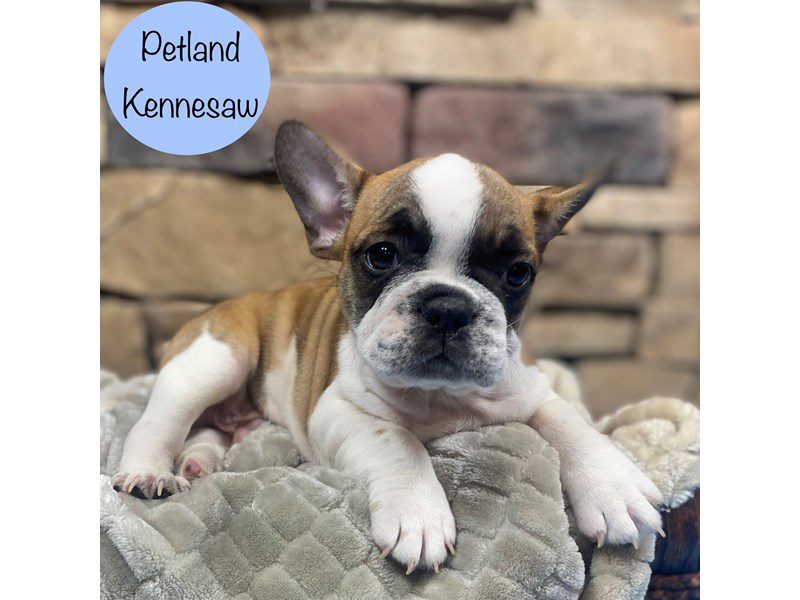 French Bulldog Dog Male Fawn 29061