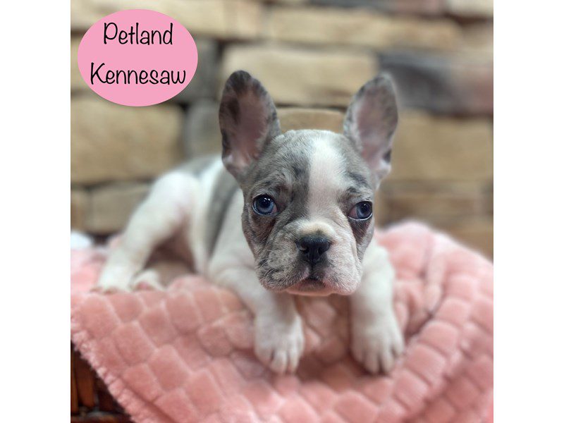French Bulldog Dog Female Blue Merle 29059