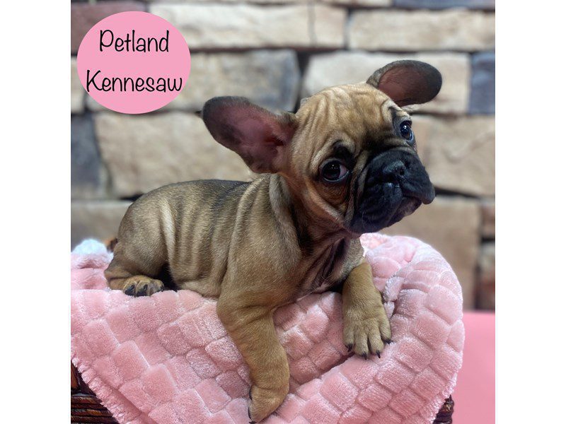 French Bulldog Dog Female Black / Fawn 29062