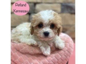 Cavachon-Dog-Female-Cream / White-29053-Petland Kennesaw, Georgia