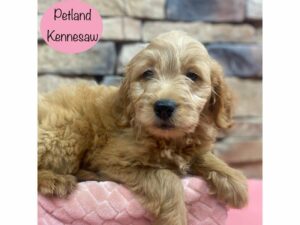 Miniature Goldendoodle-Dog-Female-Apricot-29060-Petland Kennesaw, Georgia