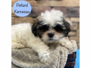 Teddy Bear-Dog-Male-White / Red-29063-Petland Kennesaw, Georgia