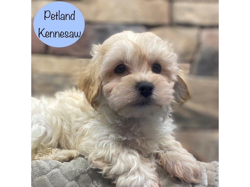 Maltipoo Dog Male Cream 29090