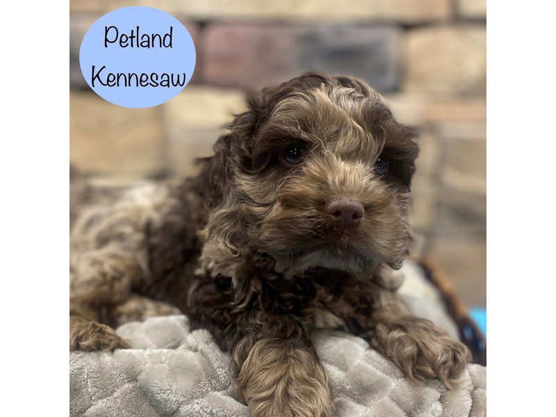 Pewter Cockapoo Cockapoo Small Animal Chocolate Merle ID:29103 Located at Petland ...