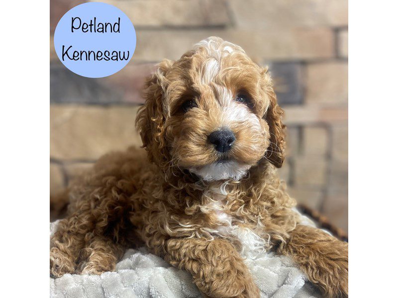 Cavapoo Dog Male Red 29076
