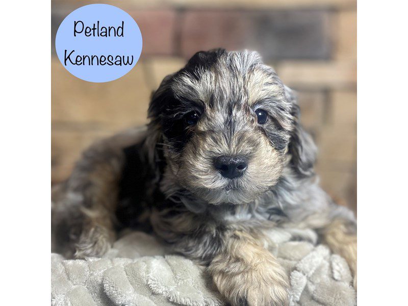 Teddy Bear Dog Male Blue Merle 29085