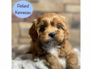 Cavapoo-Dog-Male-Red / White-29078-Petland Kennesaw, Georgia