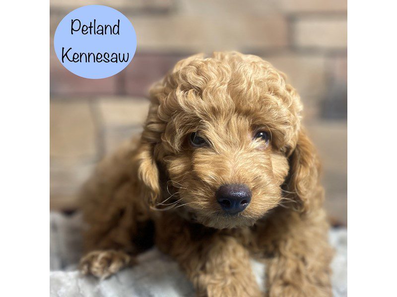 Miniature Poodle Small Animal Red ID:29066 Located at Petland Kennesaw ...
