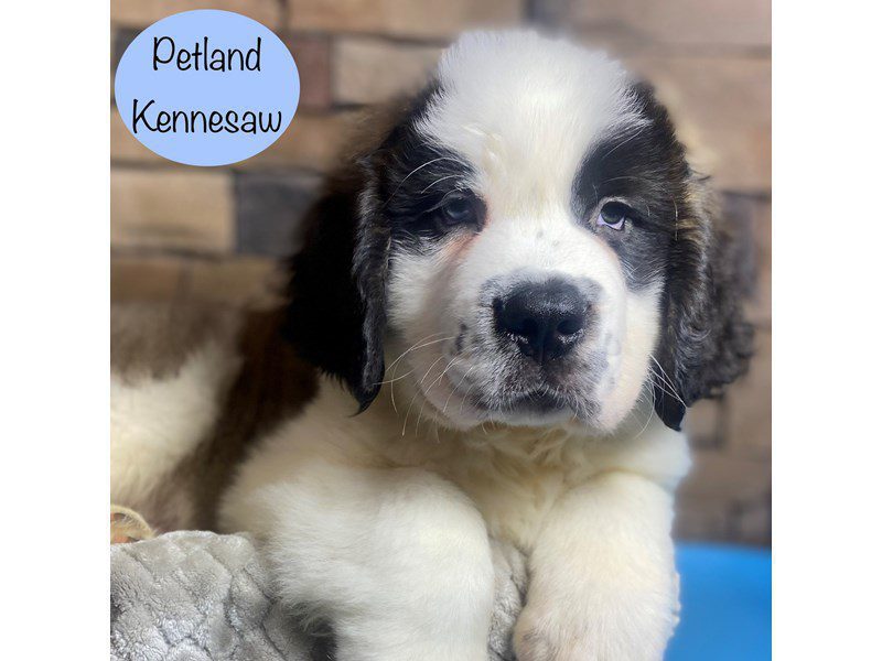 Saint Bernard Dog Male Sable / White 29068