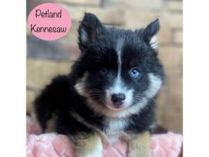 Pomsky-Dog-Female-Black-29098-Petland Kennesaw, Georgia