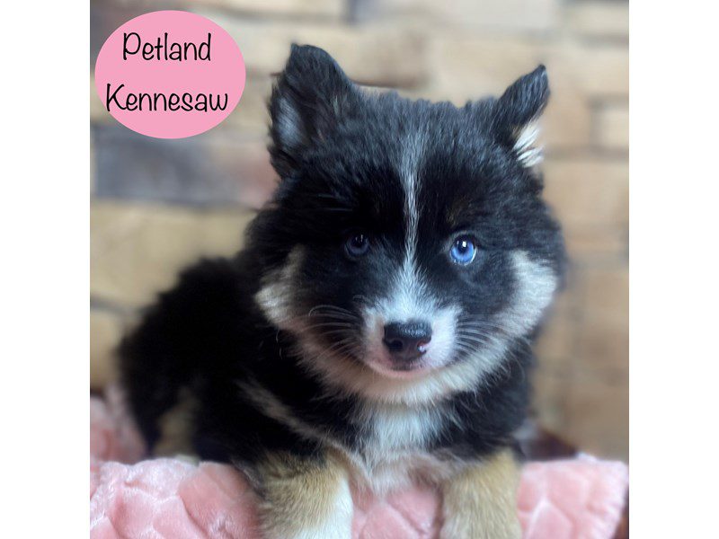 Pomsky Dog Female Black 29098