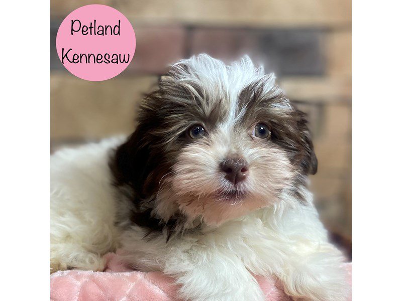 Havanese Dog Female White / Chocolate 29106
