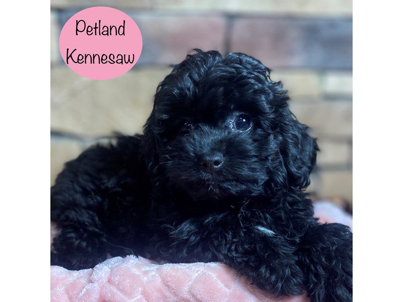 Cockapoo Dog Female Black 29095