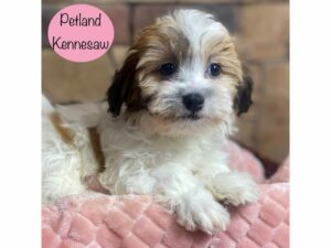 Teddy Bear-Dog-Female-Brown / White-29096-Petland Kennesaw, Georgia
