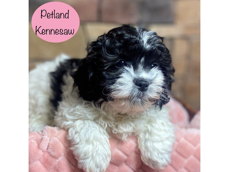 Teddy Bear Dog Female Black / White 29082