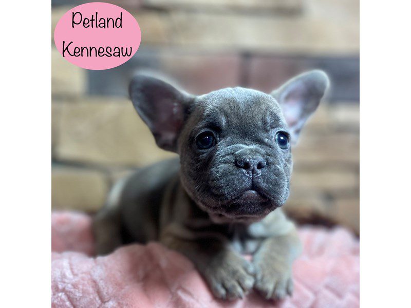 French Bulldog Dog Female Blue Fawn 29124