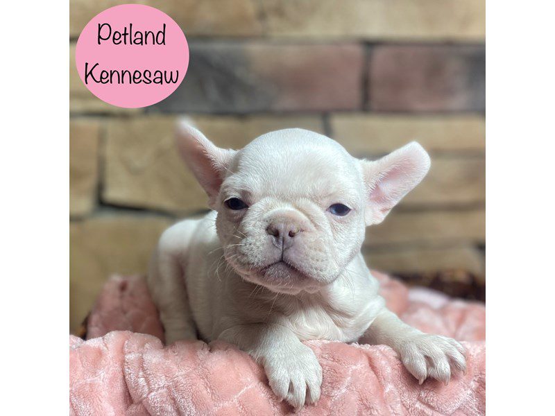 French Bulldog Dog Female White 29116