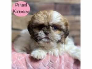 Shih Tzu-Dog-Female-Black Gold / White-29140-Petland Kennesaw, Georgia