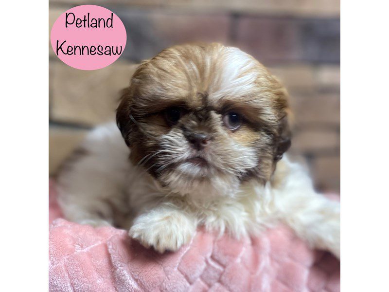 Shih Tzu Dog Female Black Gold / White 29140